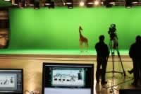 Greenscreen Stoff als Hintergrund für Giraffada Greenscreen Stoff als Hintergrund für Giraffada